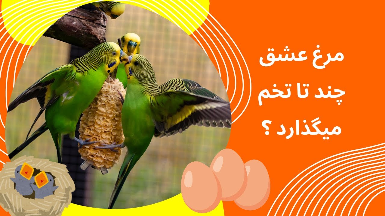 مرغ عشق چند تا تخم می گذارد ؟ آدم چهره budgrigar