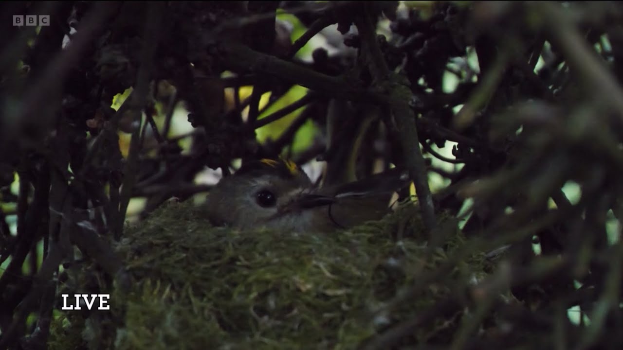 Quick look at the Goldcrest nest at Longshaw Estate, Peak District | Springwatch 2025