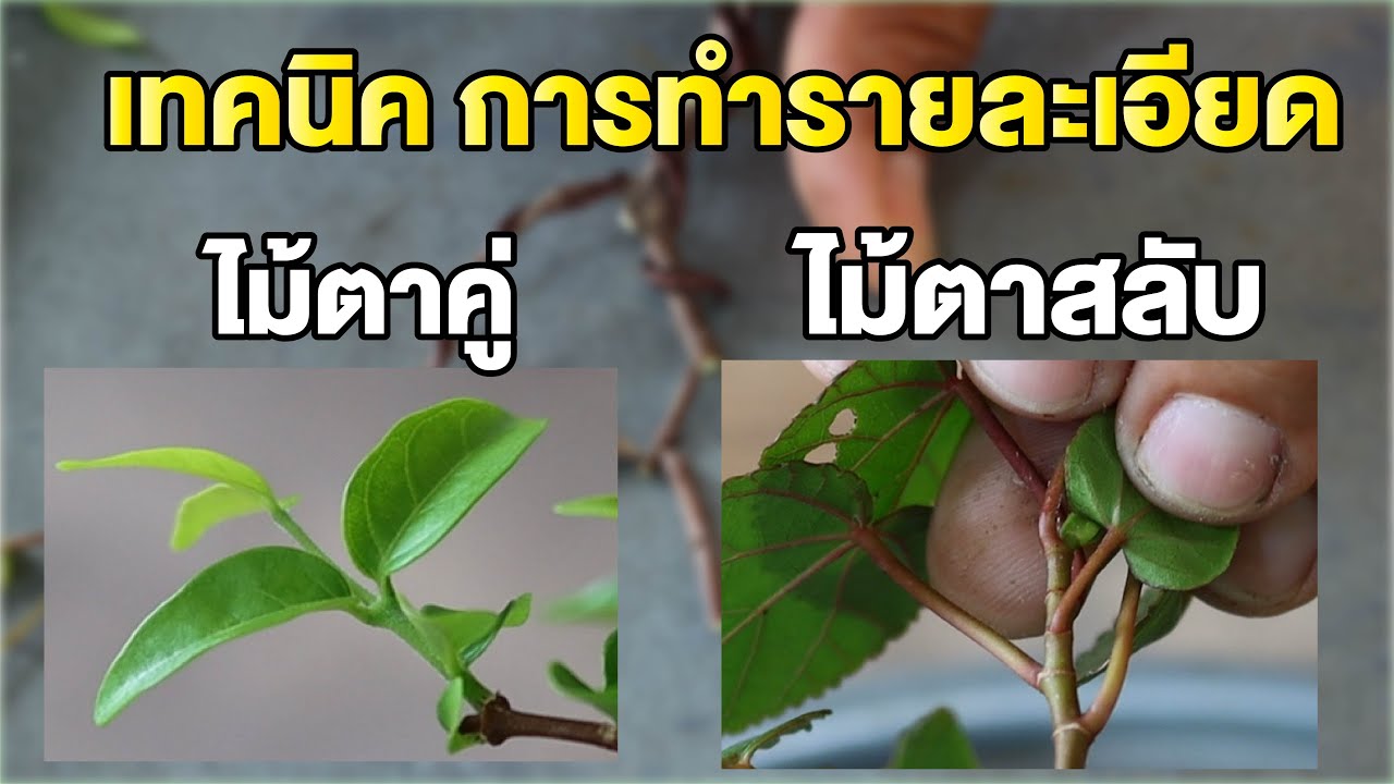 Bonsai Station [บอนไซมือใหม่ป้ายแดง] EP.24 ไม้ตาคู่ตาสลับ