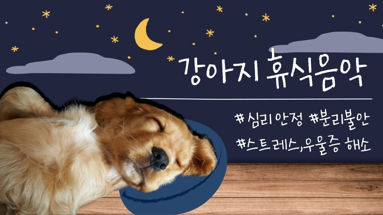 20 часов любимой музыки собак🐶💖Музыка для сна собак 🐶🎵 Музыка для снятия беспокойства при разлуке🎵
