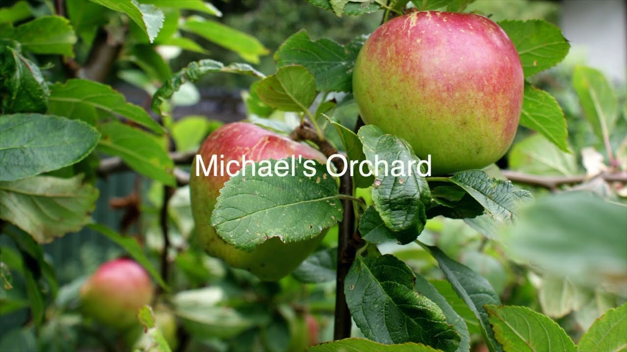 Michael's Orchard