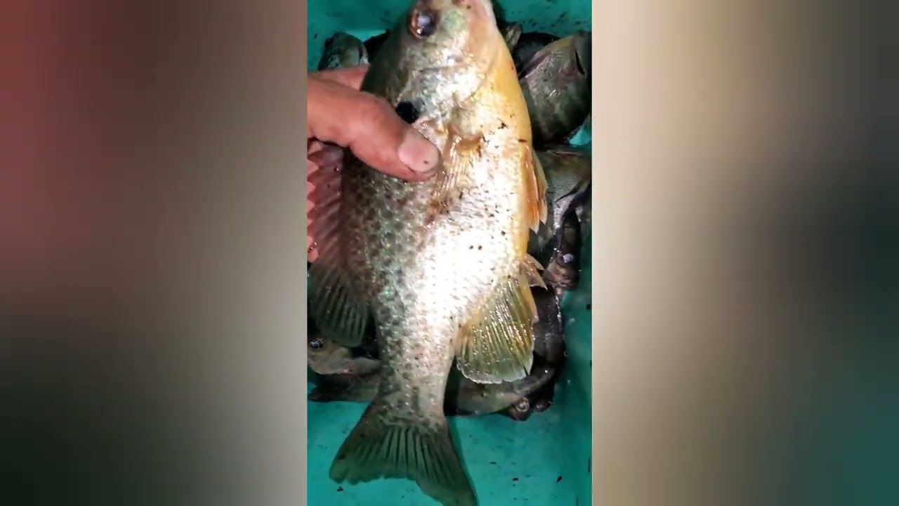 pesca de mojaras