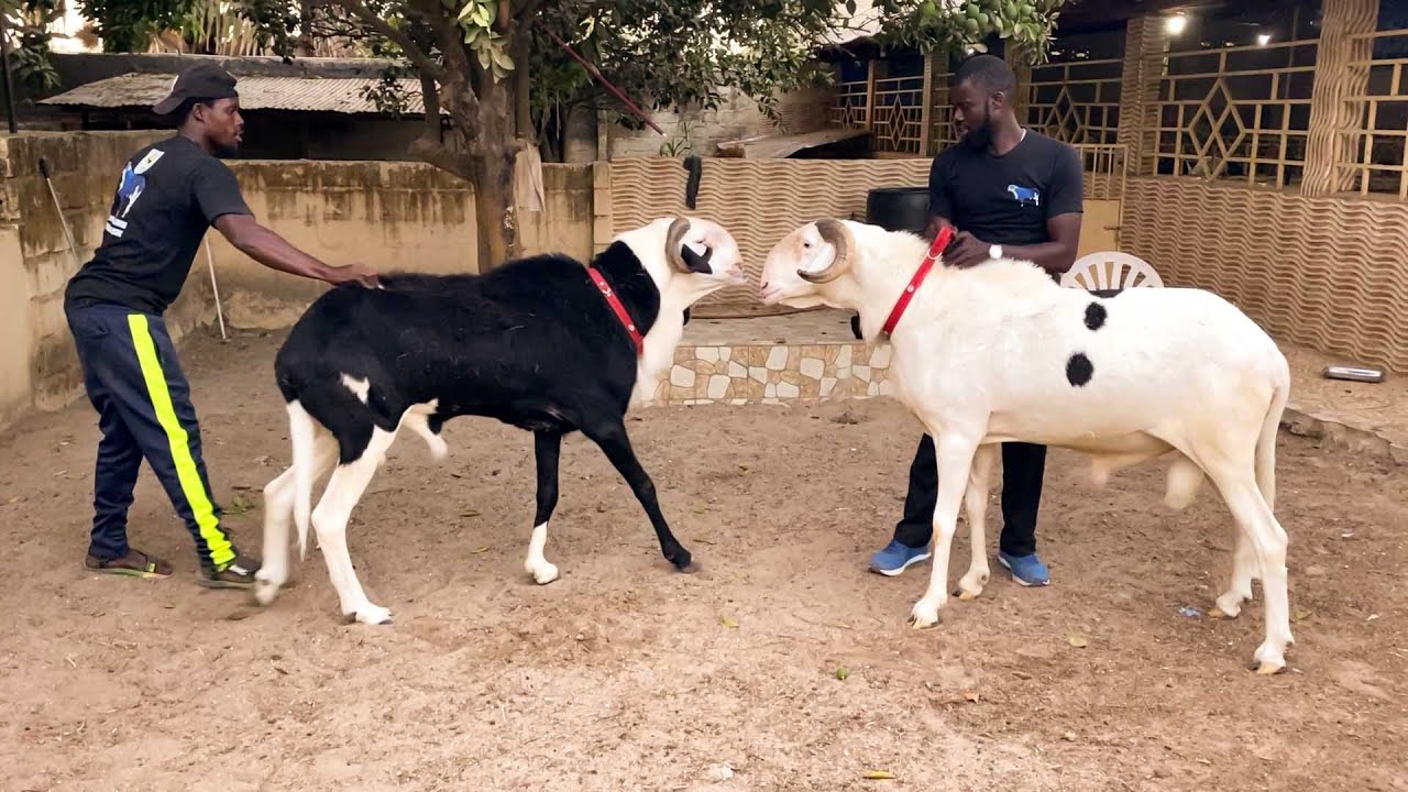 ALA DÉCOUVERTE DE LA BERGERIE CESSAY NGAY DE LA GAMBIE