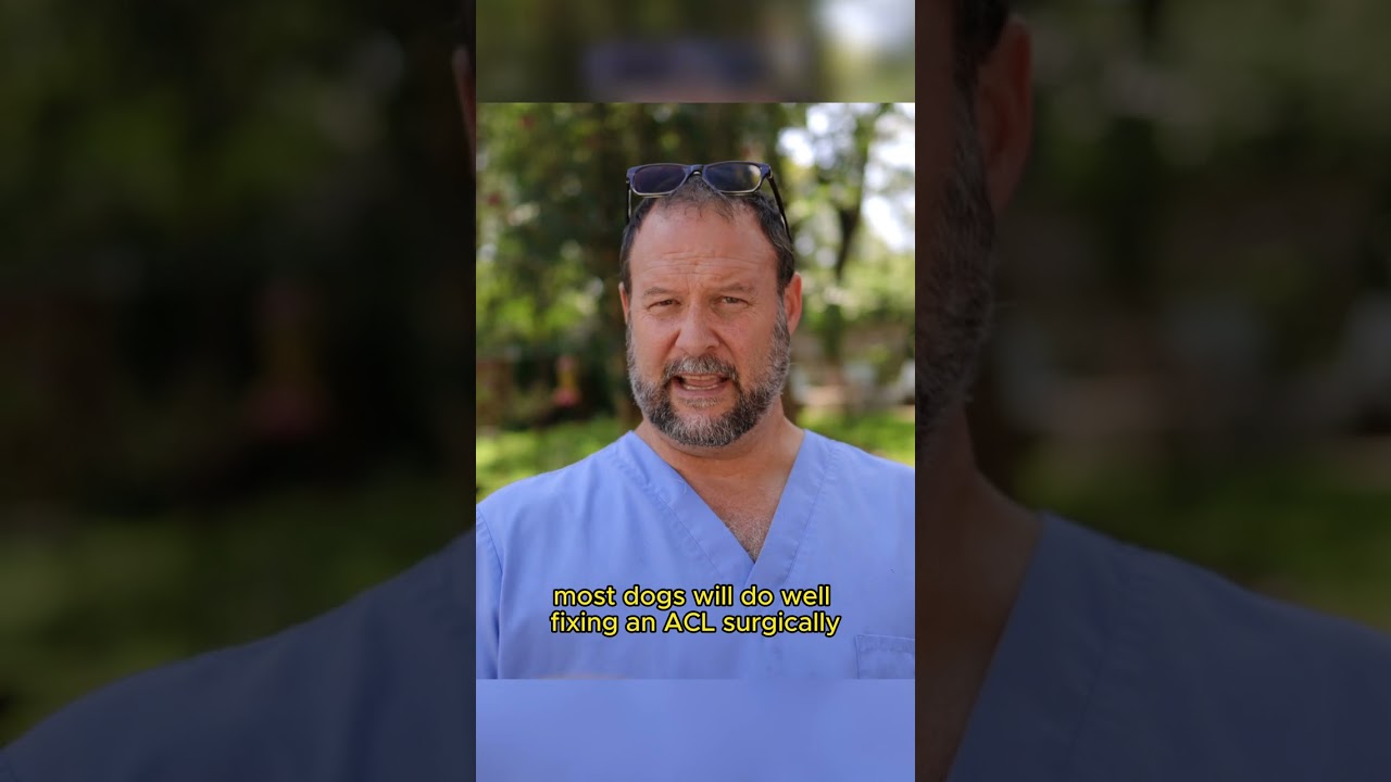 What if I Don&rsquo;t Fix My Dog&rsquo;s Torn ACL? Marc Smith, DVM, MS