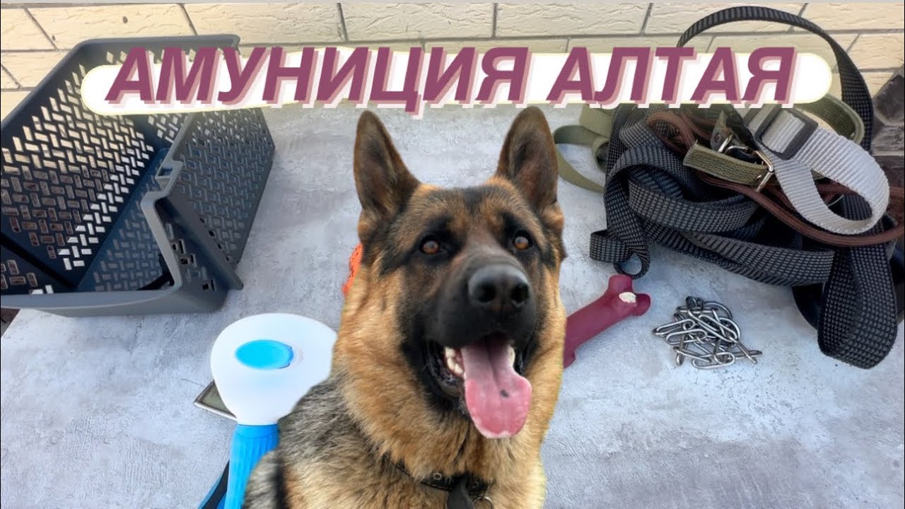 ВСЯ АМУНИЦИЯ МОЕЙ СОБАКИ 🐕
