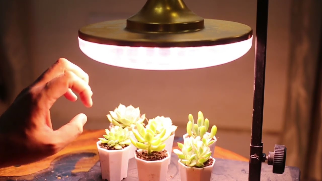 养多肉植物，用植物补光灯真的有用吗？