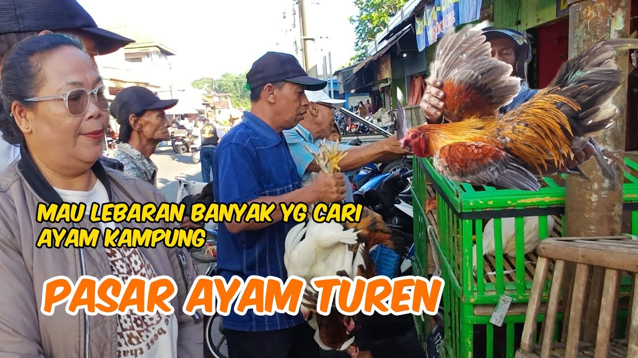 MELIHAT AYAM KAMPUNG DI PASAR TUREN MENJELANG LEBARAN BANYAK DI CARI ORANG