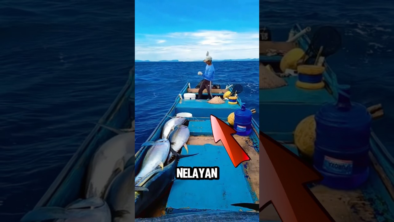 Nelayan Menangkap ikan tuna sirip kuning di laut #short #menangkapikan #tunasiripbiru #ikantunabesar