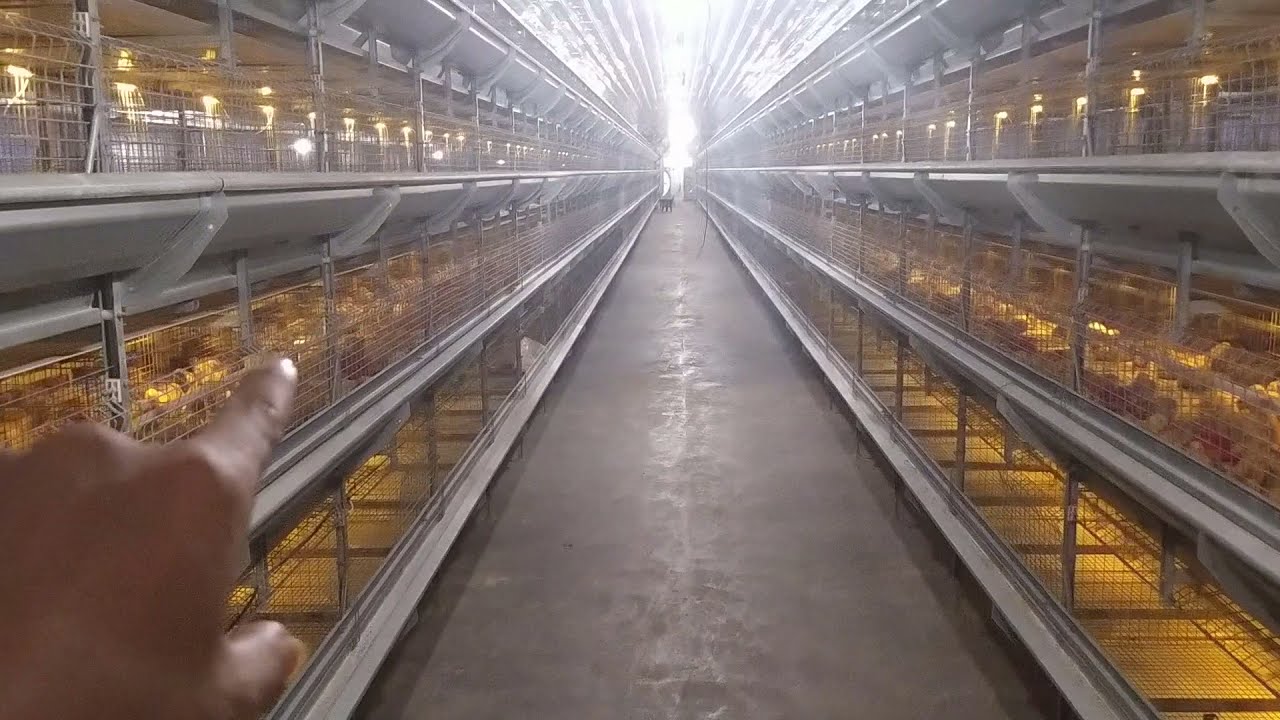 KANDANG SULTAN 3 MILYAR || KANDANG KOLONI