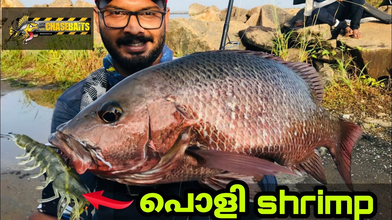 കലക്ക് വെള്ളത്തിലെ കിടിലൻ  ചെമ്പല്ലി പിടുത്തം || chasebaits shrimp | mj fishing kerala(psychoangler)