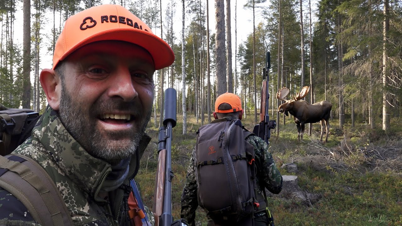 Älgjakt med ställande hundar! | Jakt är Jakt
