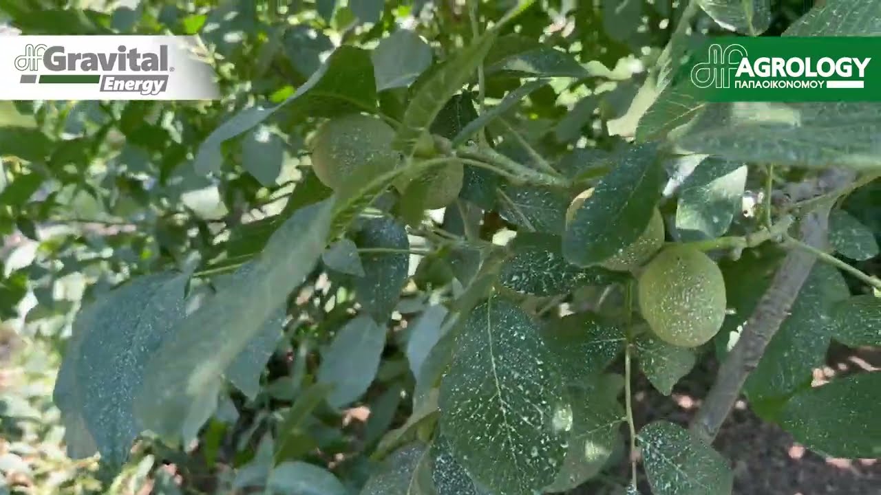 Gravital® Energy στο Καρύδι