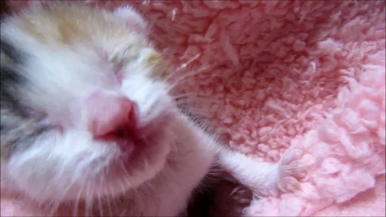 子猫赤ちゃん保護　鳴き声が大きいから先住猫がガン見する