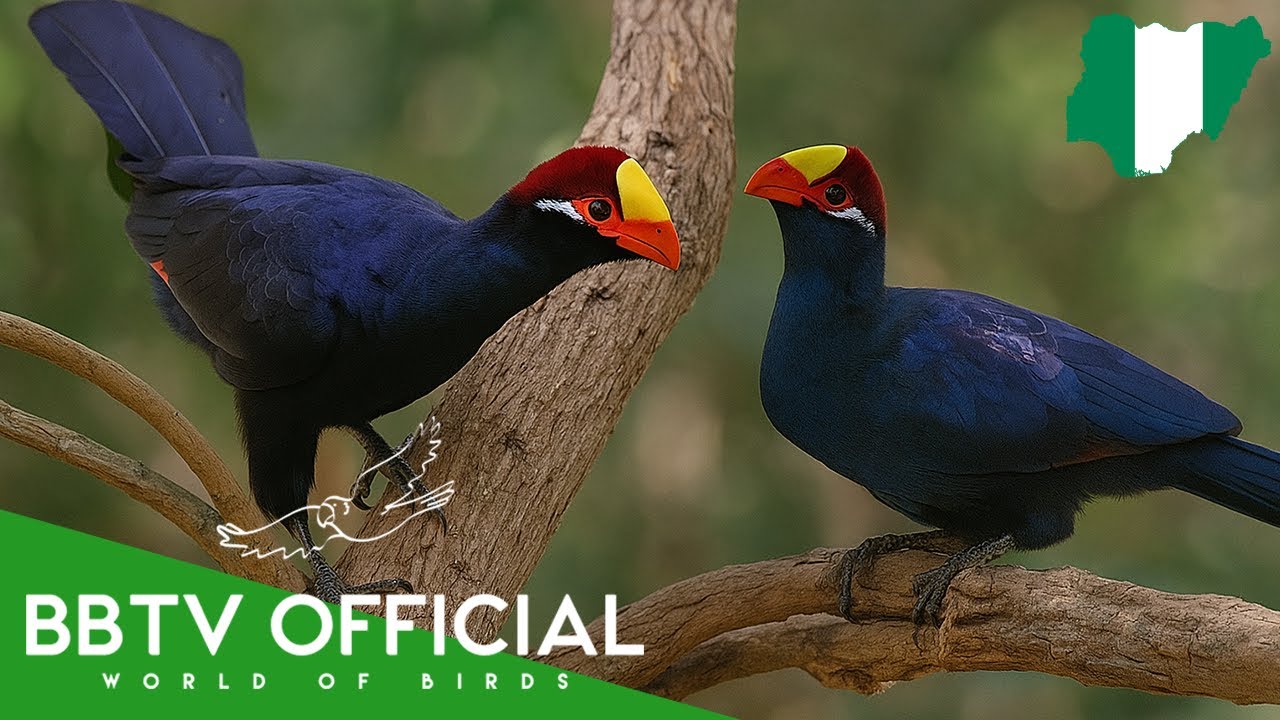 Birds Of Nigeria | Most Beautiful Birds Found in Nigeria You've Never Seen | BBTV Official