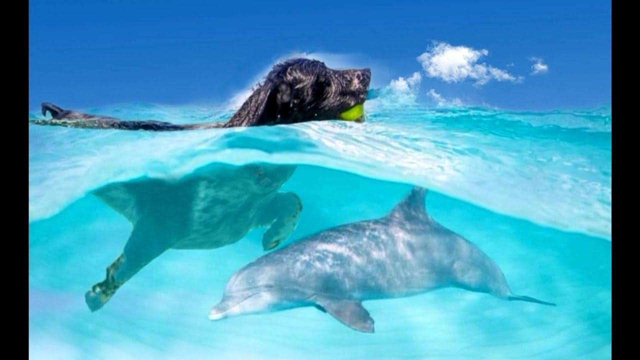 DOG & DOLPHIN ARE BEST FRIENDS
