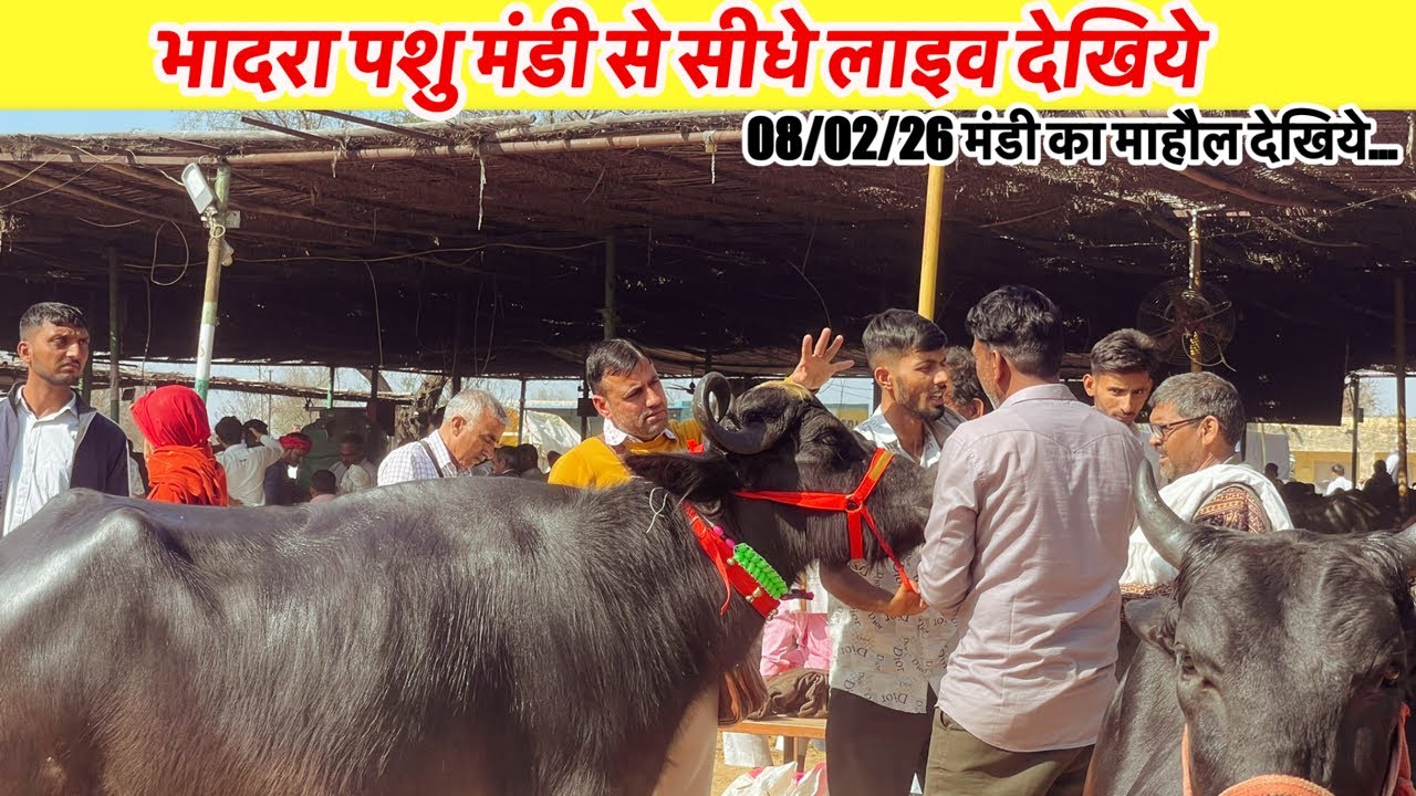 भादरा पशु मंडी से सीधे लाइव देखिये 08/02/26 का माहौल कैसा रहा~VINU KINEWS is live.🤯