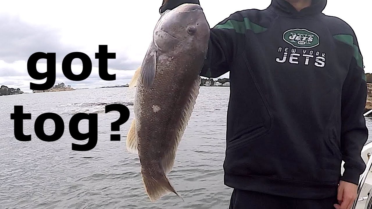 2018 Fall Blackfish/Tautog!