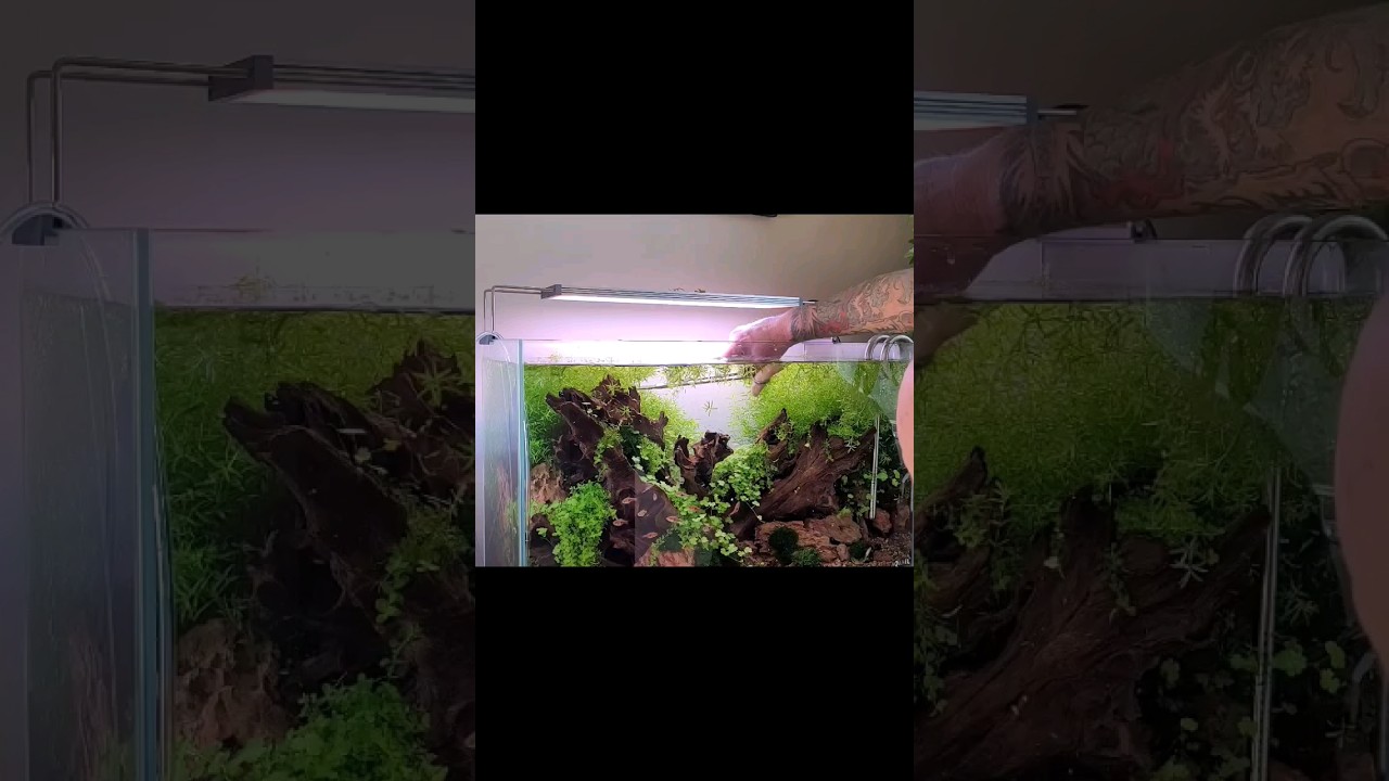 AQUARIUM MAINTENANCE LIKE A BOSS #fishtank #aquascaping #plantedtanks #aquariumhobby
