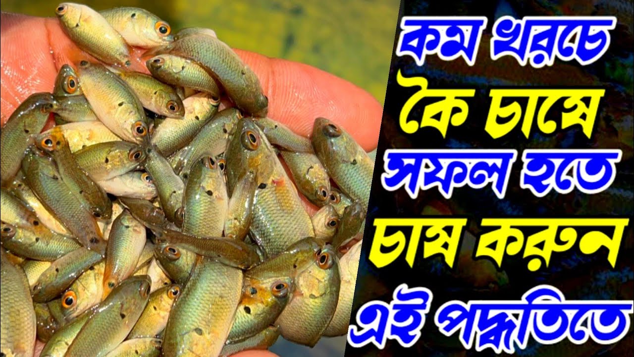 ভিয়েতনাম  কৈ মাছ চাষ করুন এবং কিনুন মোবাইল ✆ 01339964878 imo 