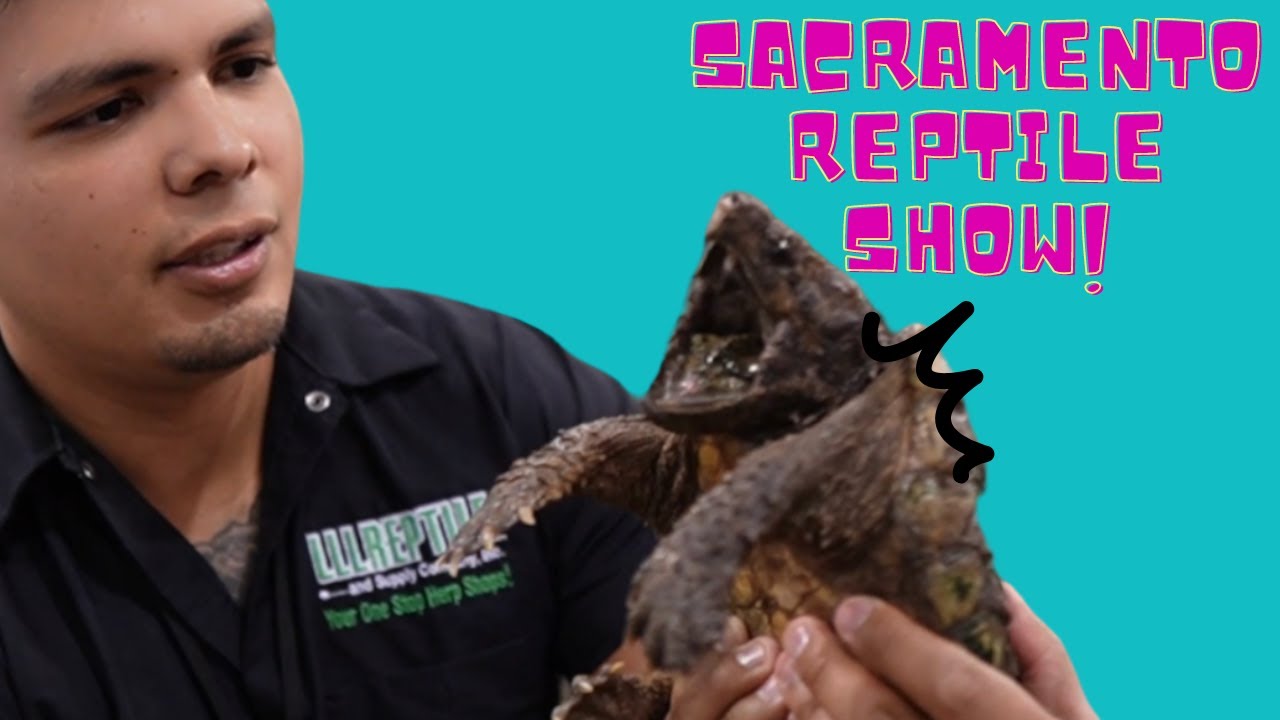 Шоу рептилий в Сакраменто