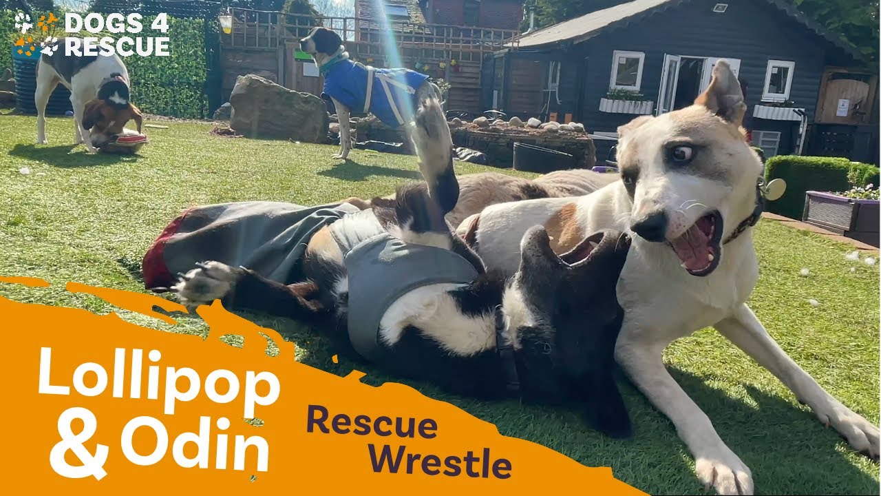 Two disabled dogs play fight | Dogs4Rescue Throwback