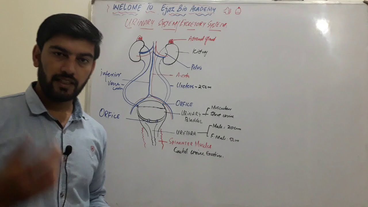 Exceretory syste m/ Urinary System Homeostasis