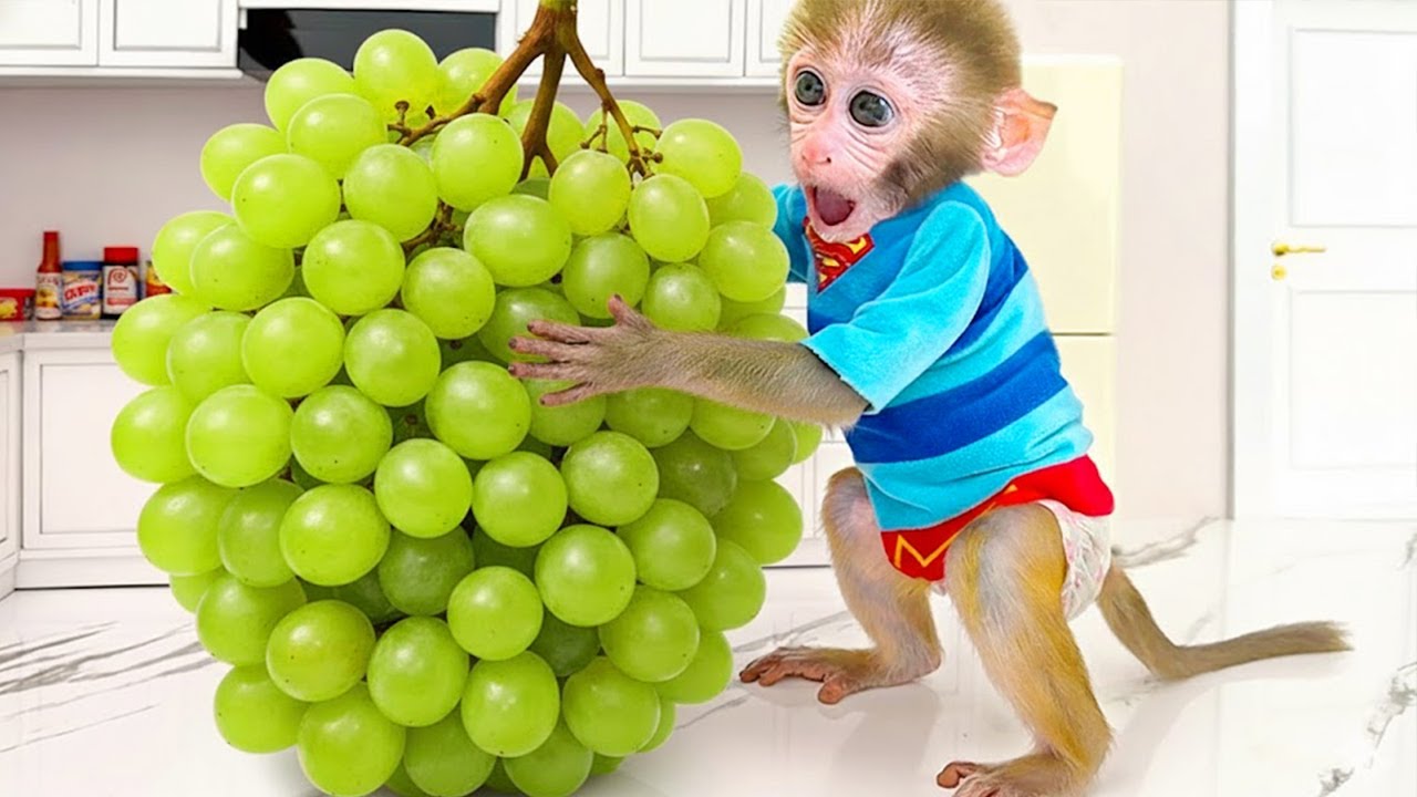 O Macaco Bon Bon faz doces de arco íris e vai ao parque aquático com o Patinho