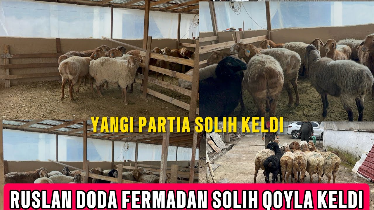 RUSLAN DODANI FERMALARIGA BUG’OZ GIBRIT ARASHAN KELDI😊😱 