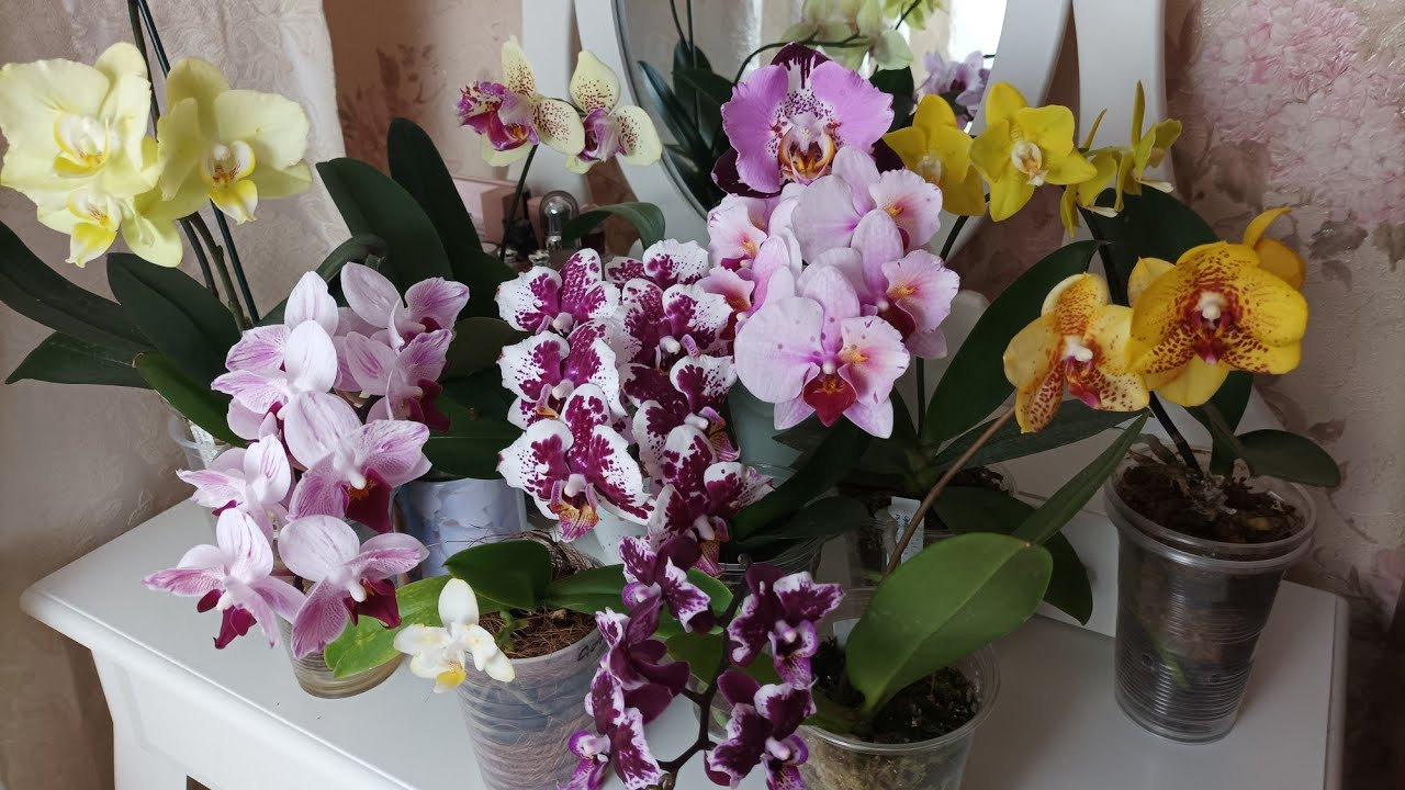 Первое цветение моих азиатских орхидей-подростков бабочек 🦋 🦋🦋(Часть 1)