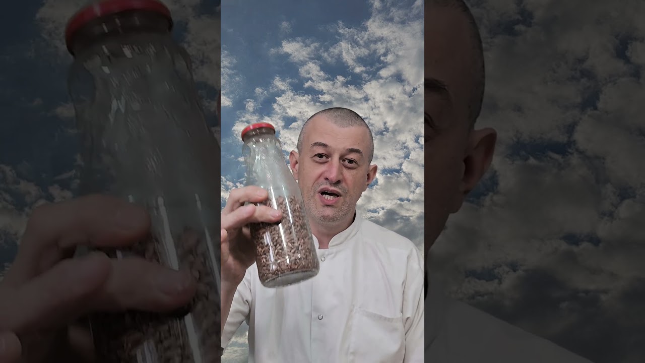 Cereale perfecte pt inoculare de fiecare dată #inoculare #miceliu #spawn