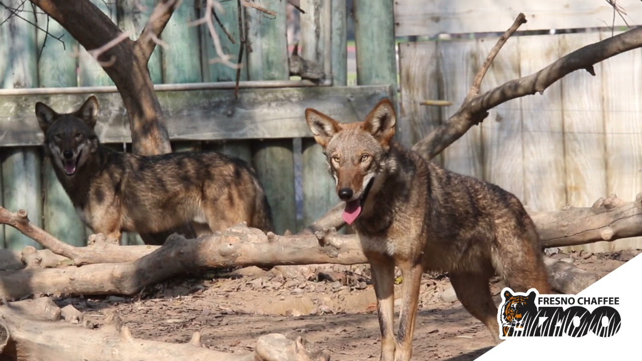 Caring For The Most Endangered Wolf in the World