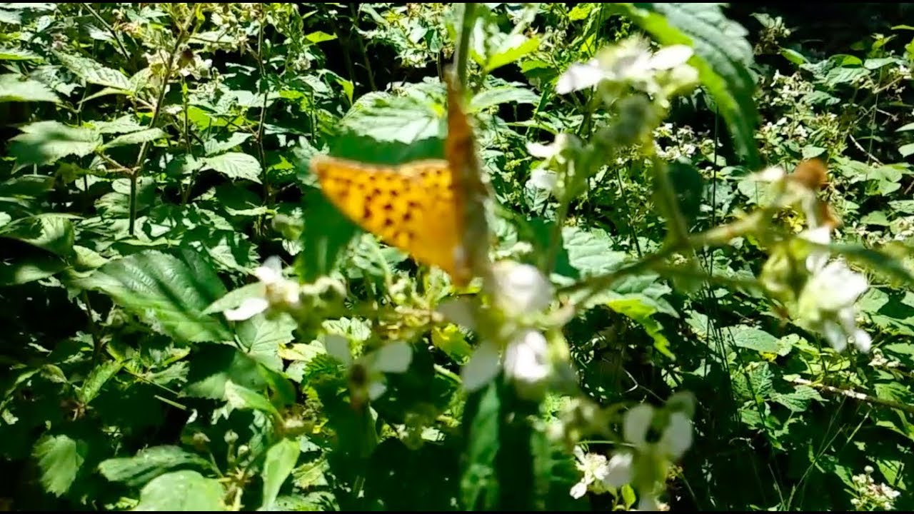 BUTTERFLY HUNTING