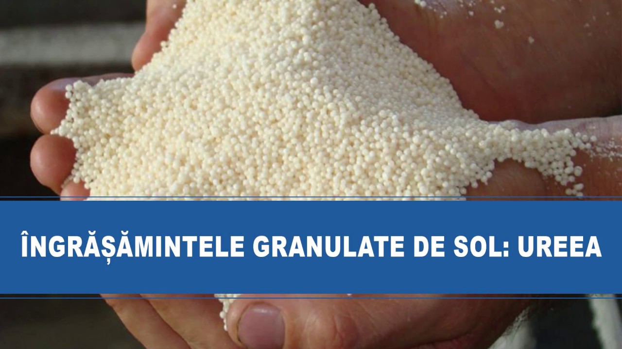 Îngrășămintele granulate de sol: UREEA