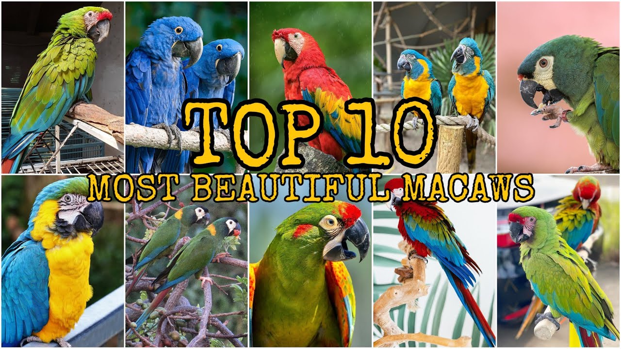 TOP 10 !!! MOST BEAUTIFUL MACAWS