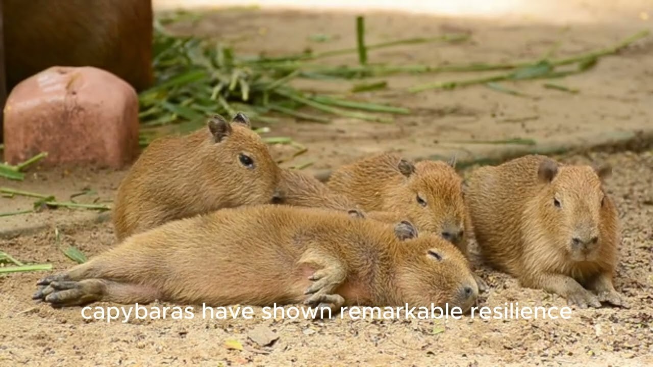 capybara, wild life , survival in the wild life of all species