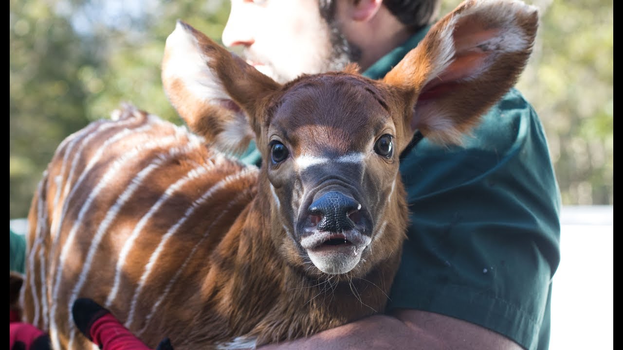 Baby Bongo’s First Checkup at Audubon Species Survival Center