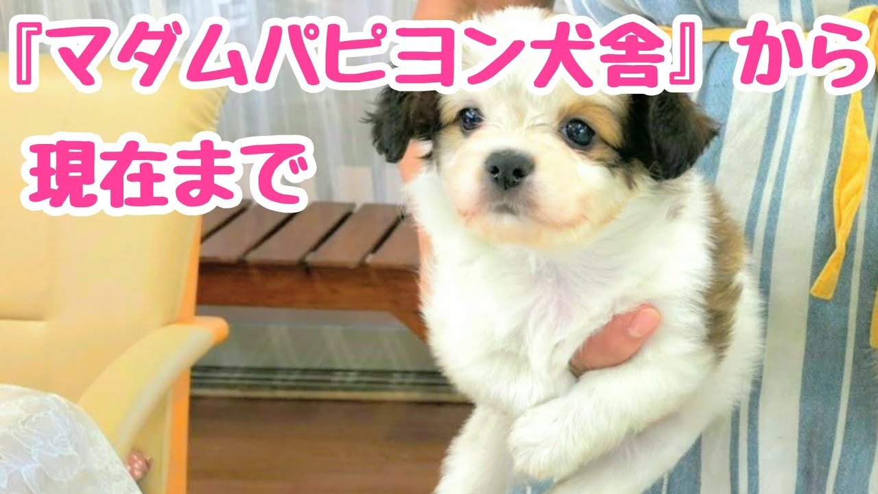 犬【マダムパピヨン犬舎】犬舎からの迎えから現在まで！