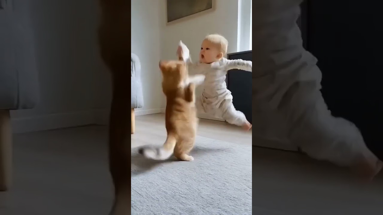 cat and baby battle||