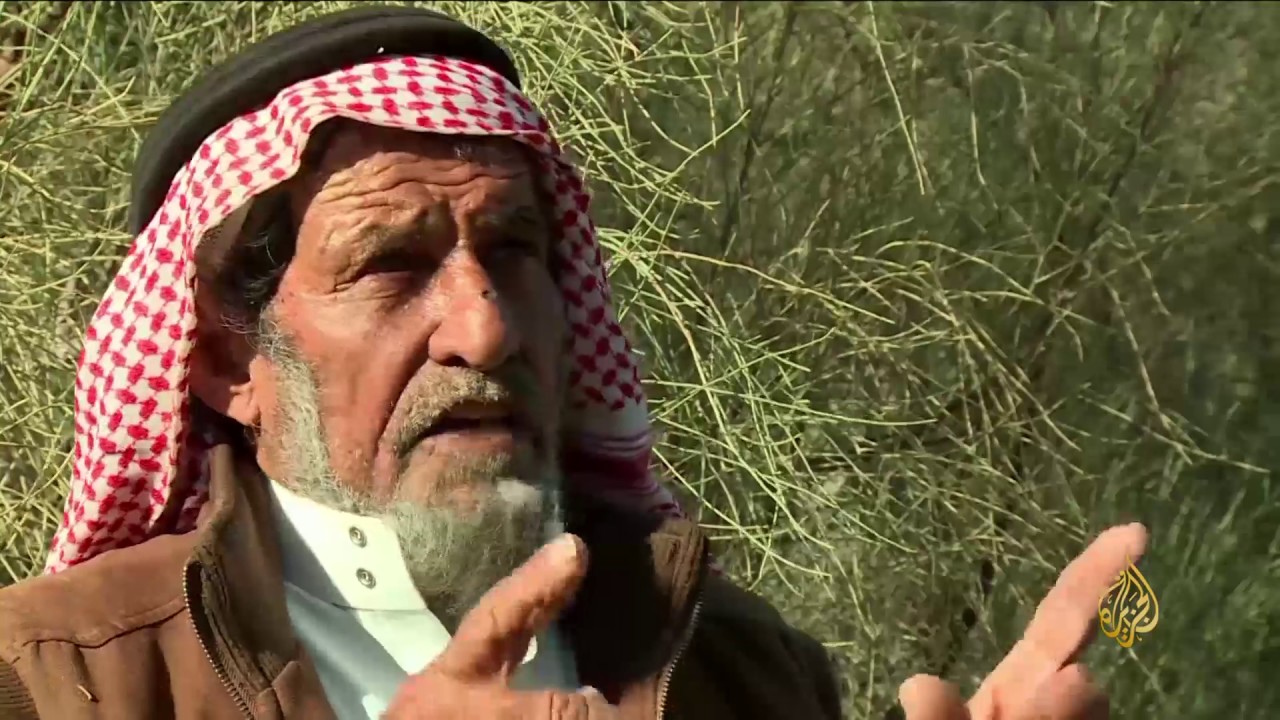 هذا الصباح- زراعة شجرة البان في منطقة العلا بالمدينة المنورة