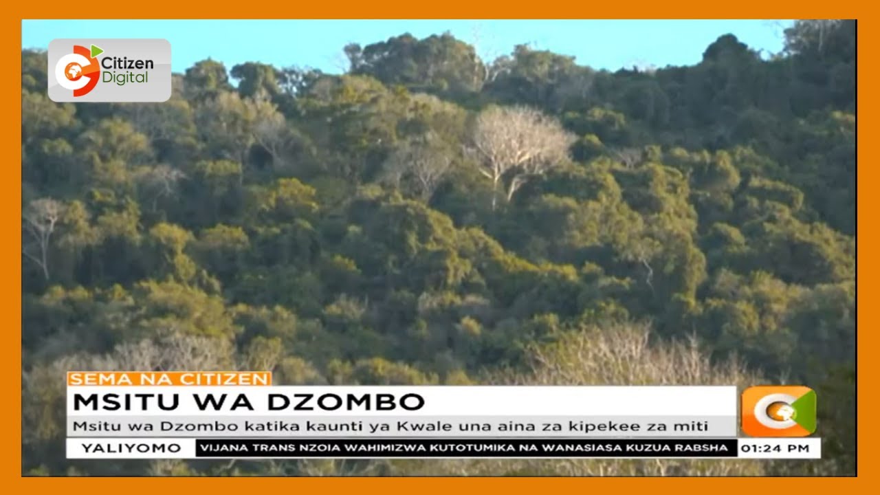 Msitu wa Dzombo katika kaunti ya Kwale una aina za kipekee za miti
