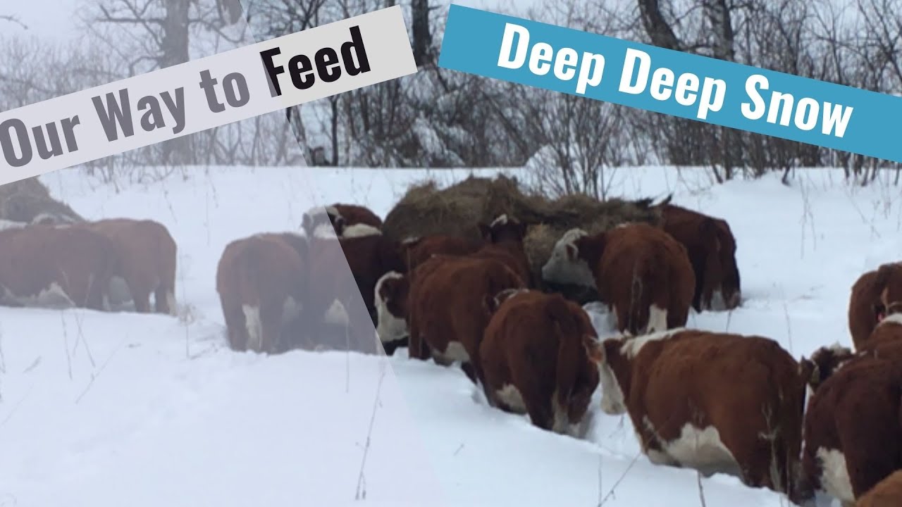 How We Manage Cattle in 3 ft of SNOW!