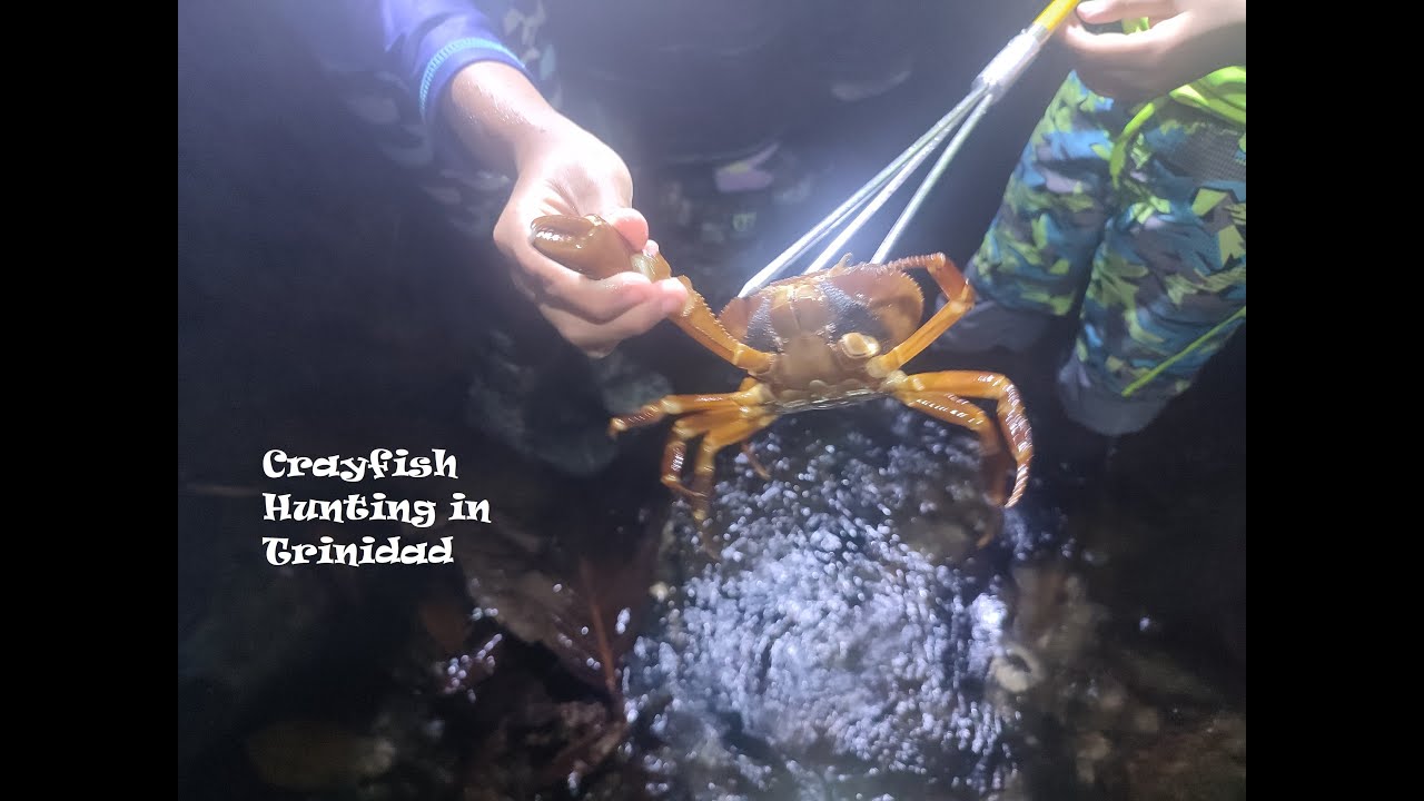 Crayfish Hunting in Trinidad
