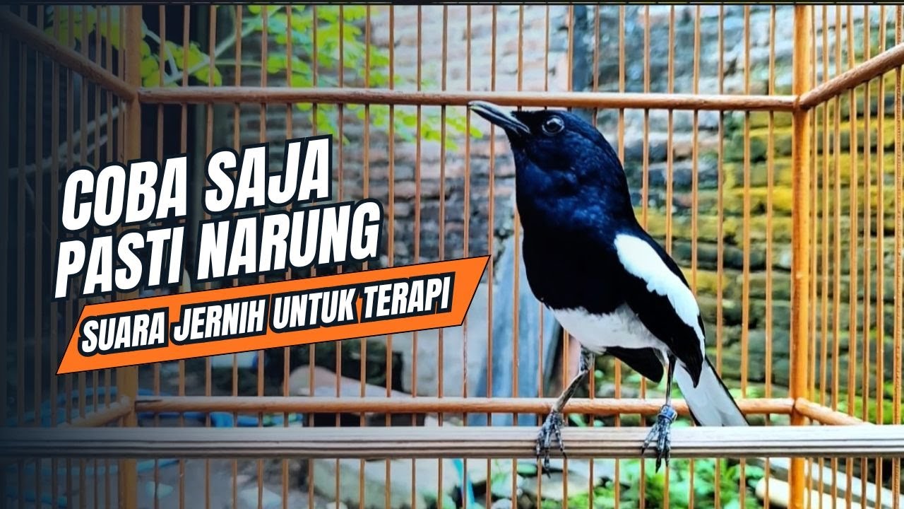 suara BURUNG kacer GACOR ngeplong KONSLET Tarung ini Paling Ampuh buat PANCINGAN KACER agar EMOSI