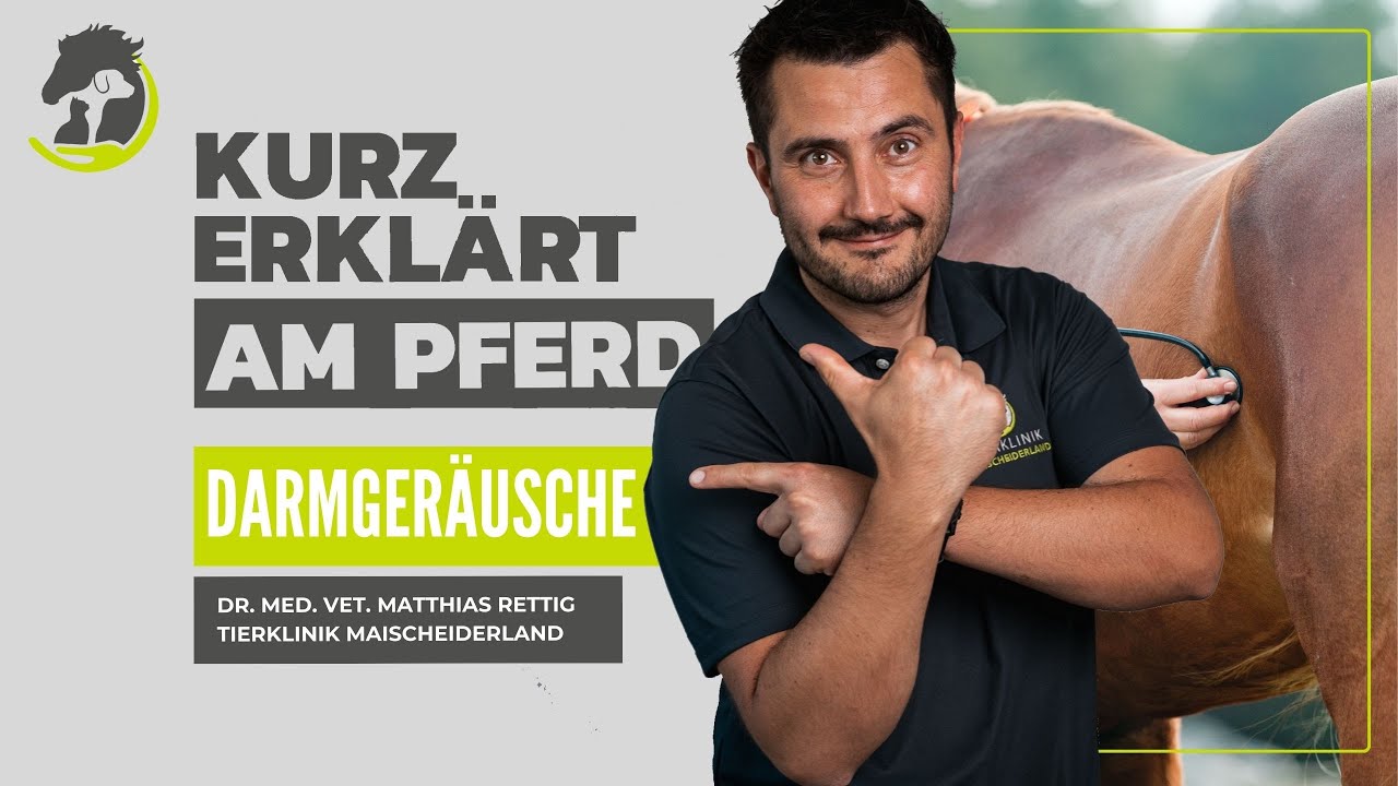 DARMGERÄUSCHE - Welche Arten gibt es und wie erkenne ich sie? Kurz erklärt am Pferd.