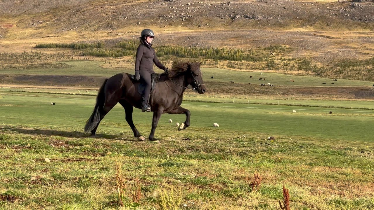 SOLD - IS2014156419 - Arnsúgur frá Kagaðarhóli - Islandpferd kaufen