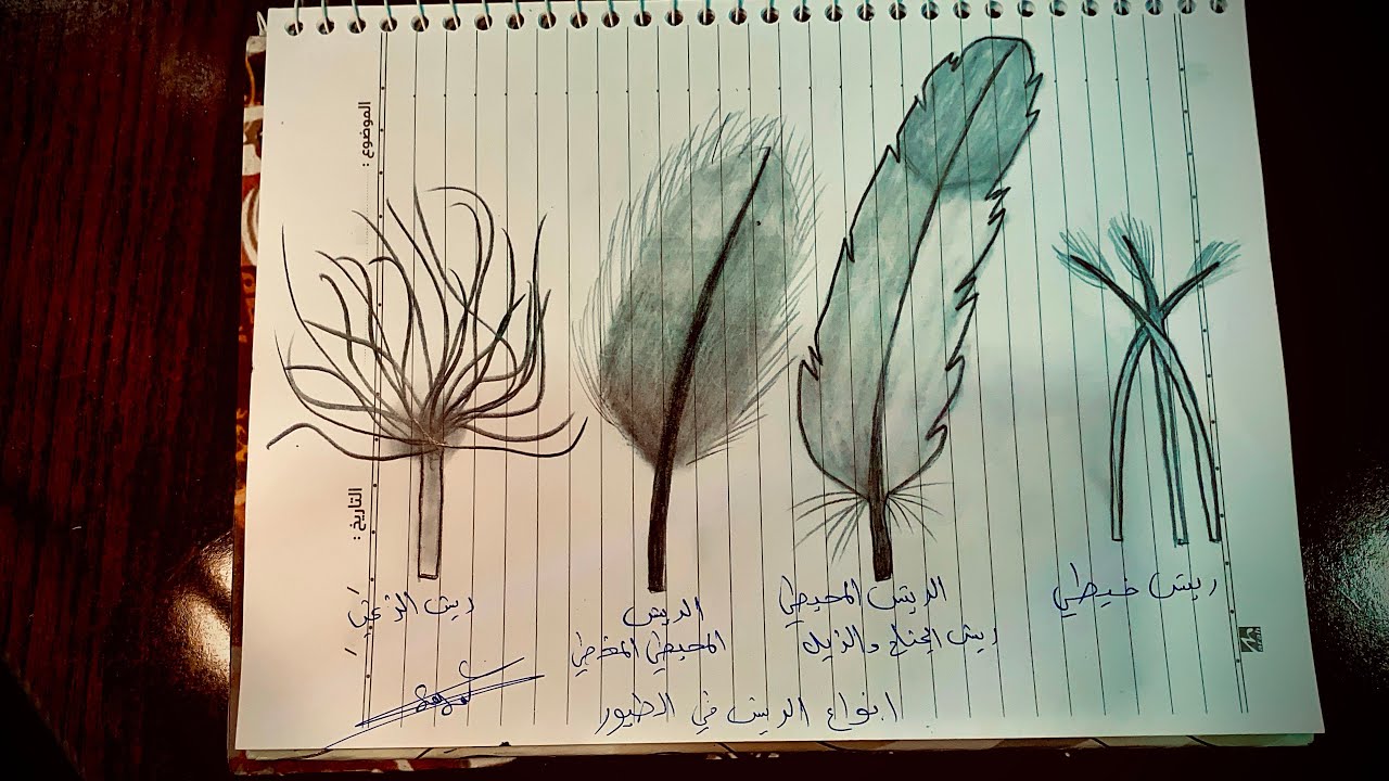 رسم أنواع الريش في الطيور ( الريش الخيطي ، الريش المحيطي ، المغطي ، ريش الزغب )🪽🪶للصف #الرابع_العلمي