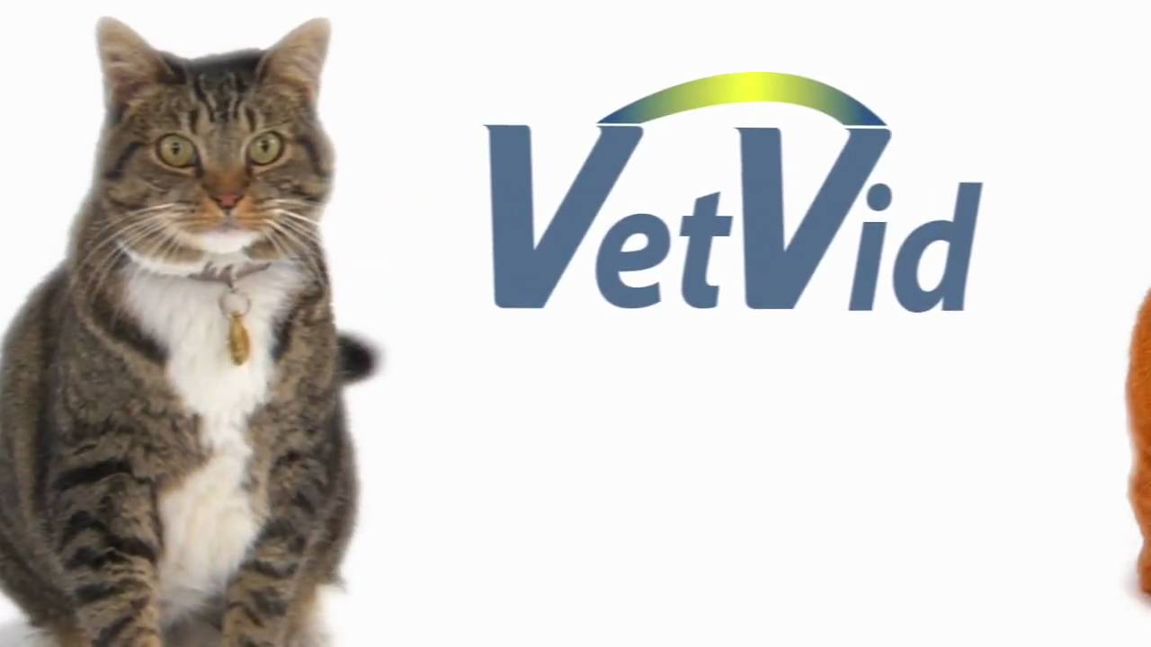 How to Brush Your Cat's Teeth