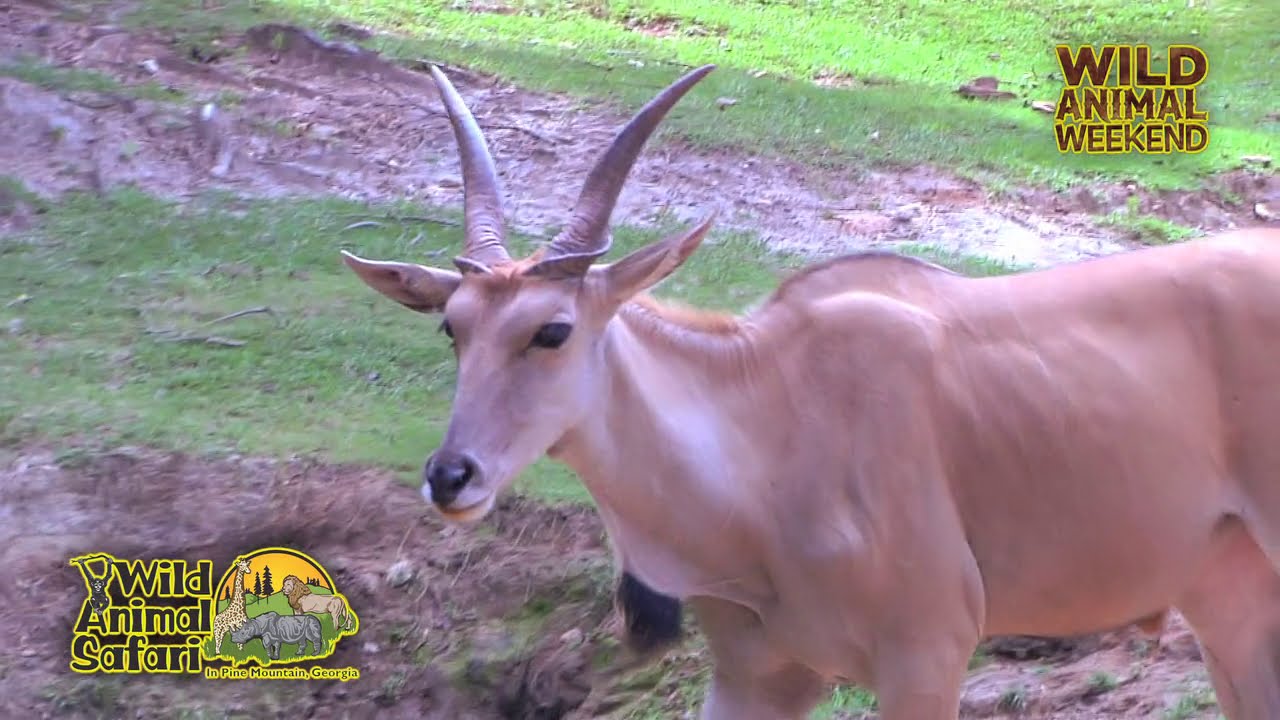Wild Animal Weekend- Common Eland