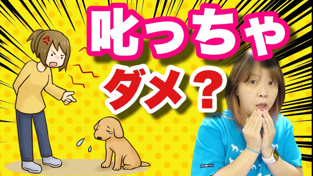 犬の叱り方・・犬は叱っちゃダメってホント？正しい『伝え方』をドッグトレーナーが解説