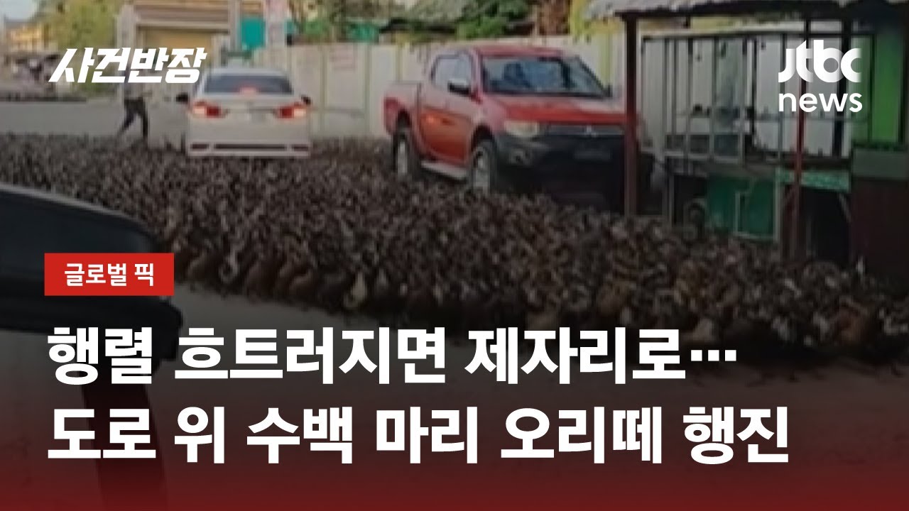 도로 점령한 '오리떼' 수백 마리의 행진&hellip;발 묶인 차량 / JTBC 사건반장